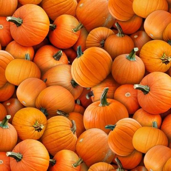 Pumpkins Orange by Elizabeth's Studios